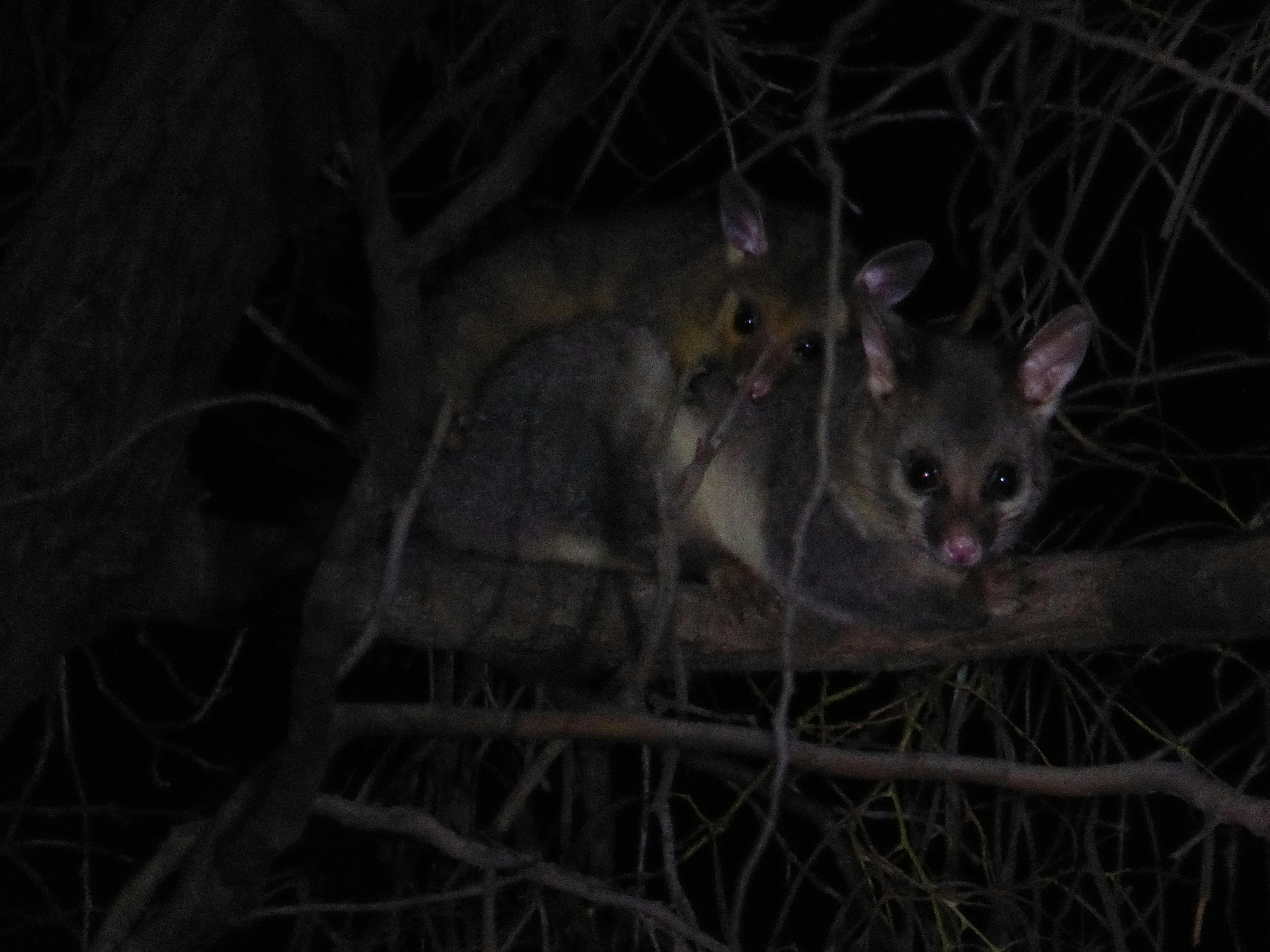 Possum with baby possum on its back, in tree.