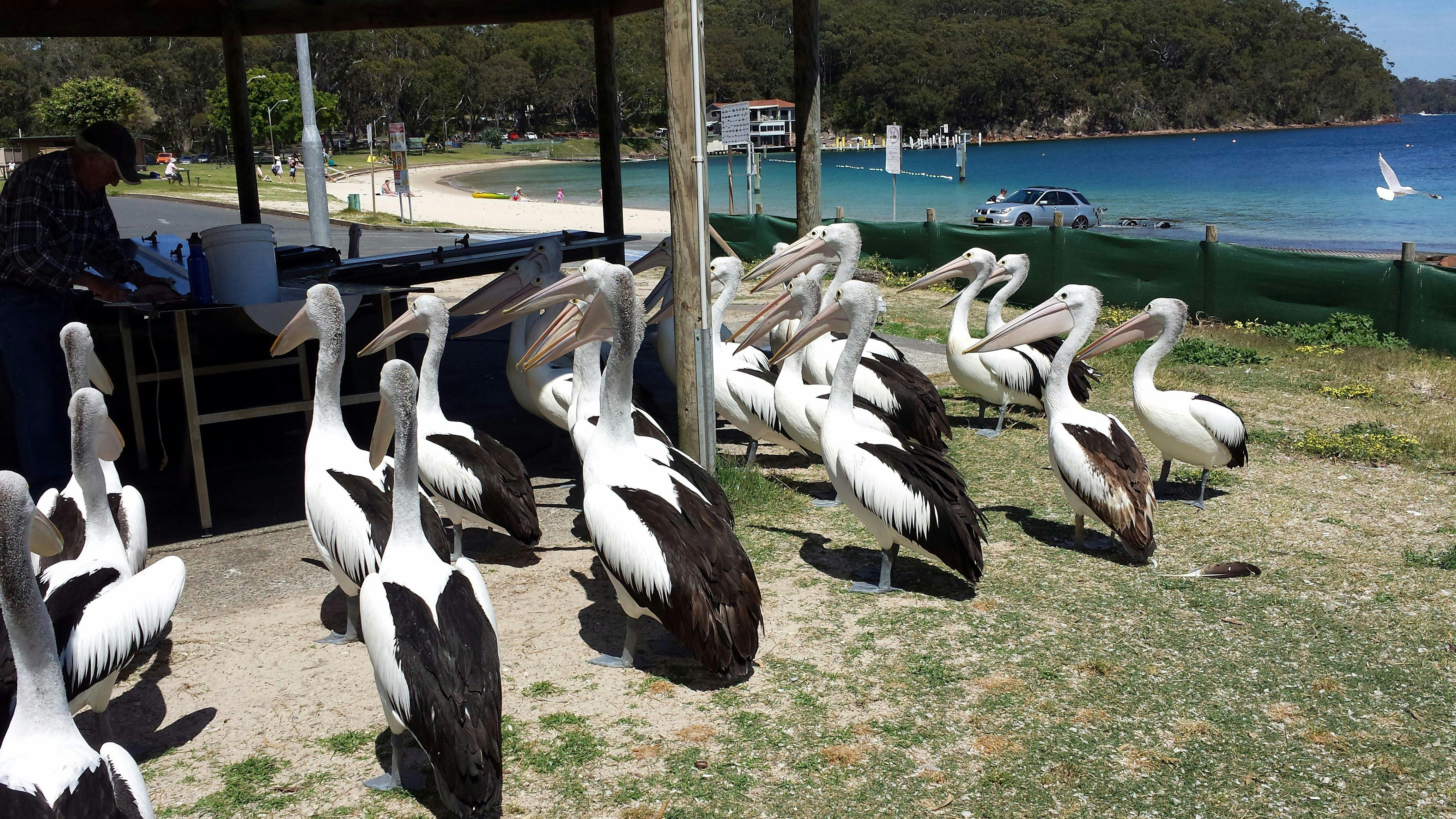 Pelicans in Nelsons Bay