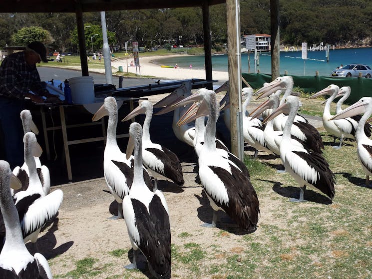 Pelicans in Nelsons Bay