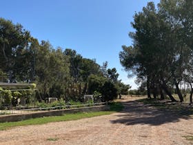 Australian native plantation and olive grove.