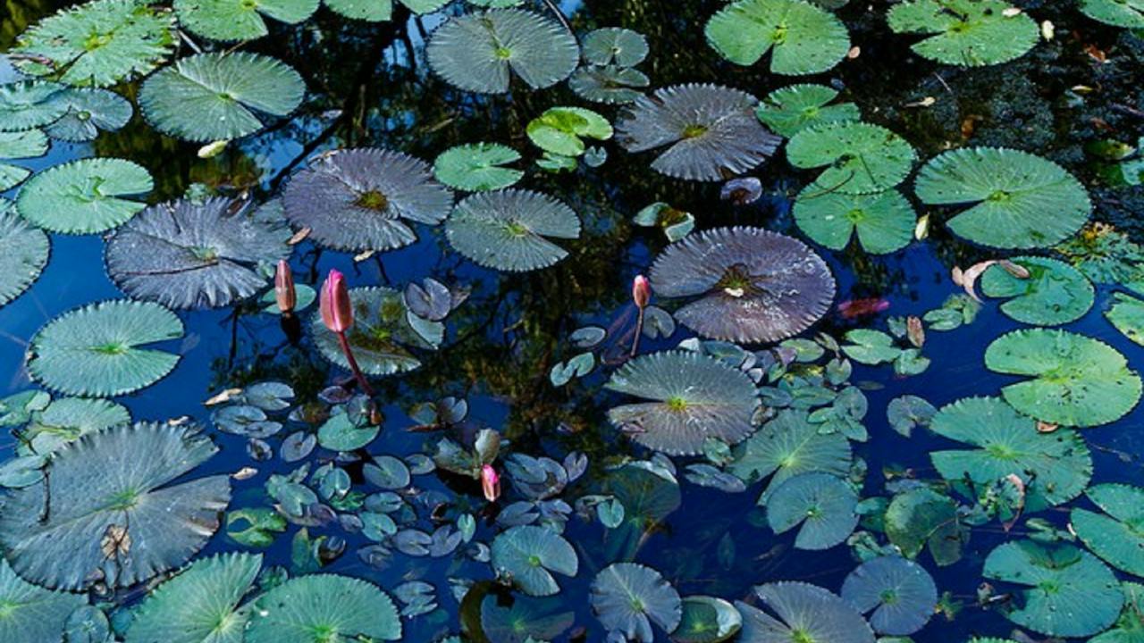 Pine Creek Water Gardens