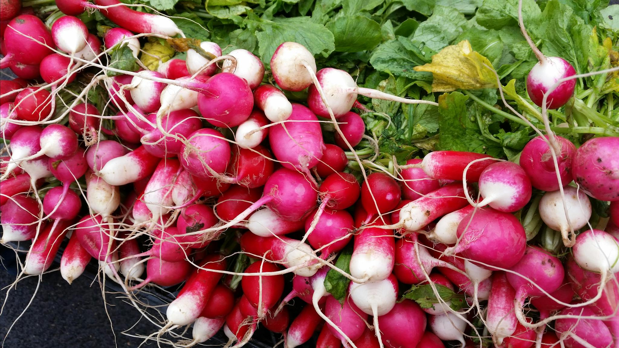 Crisp, fresh radishes