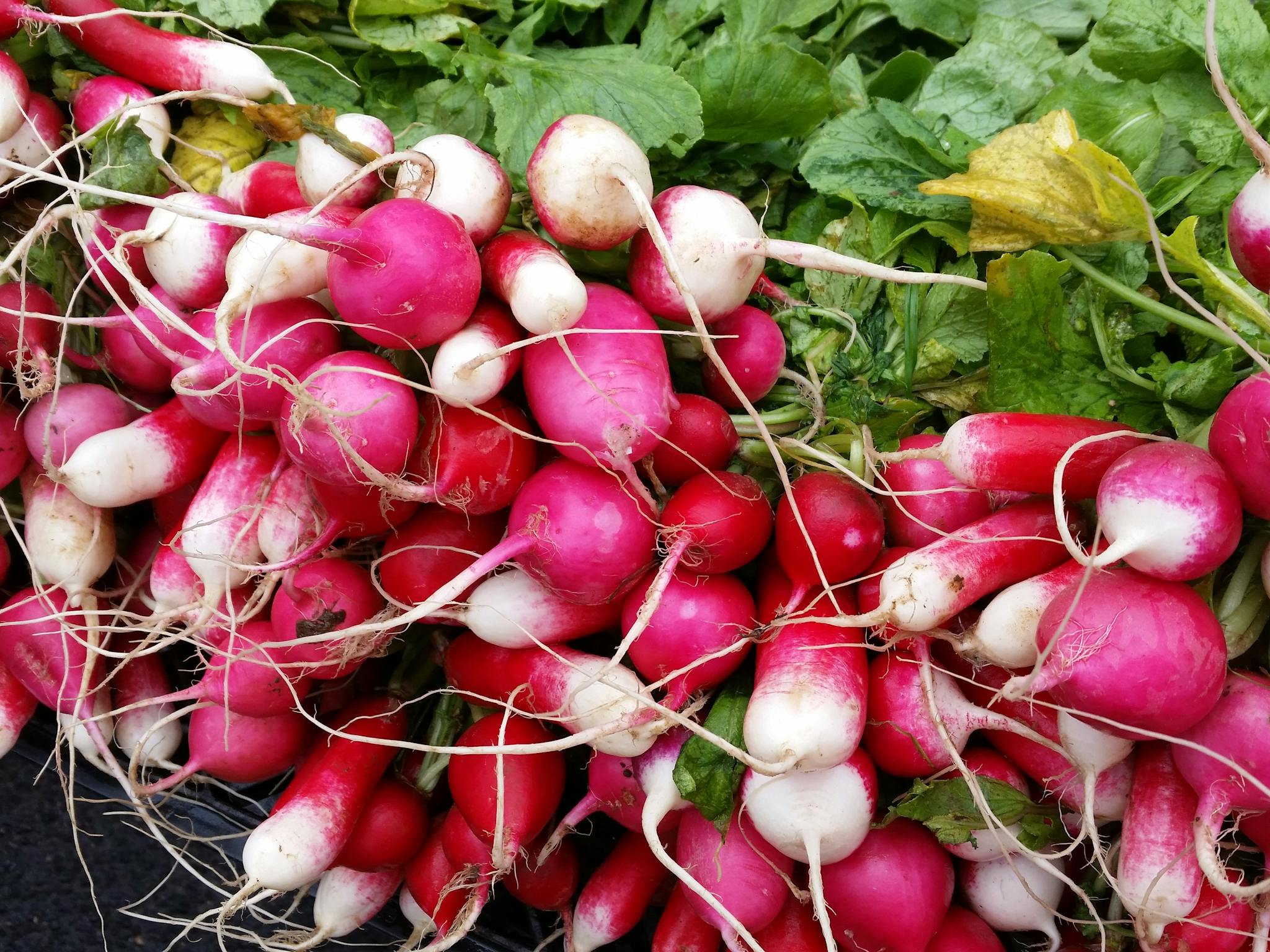 Crisp, fresh radishes