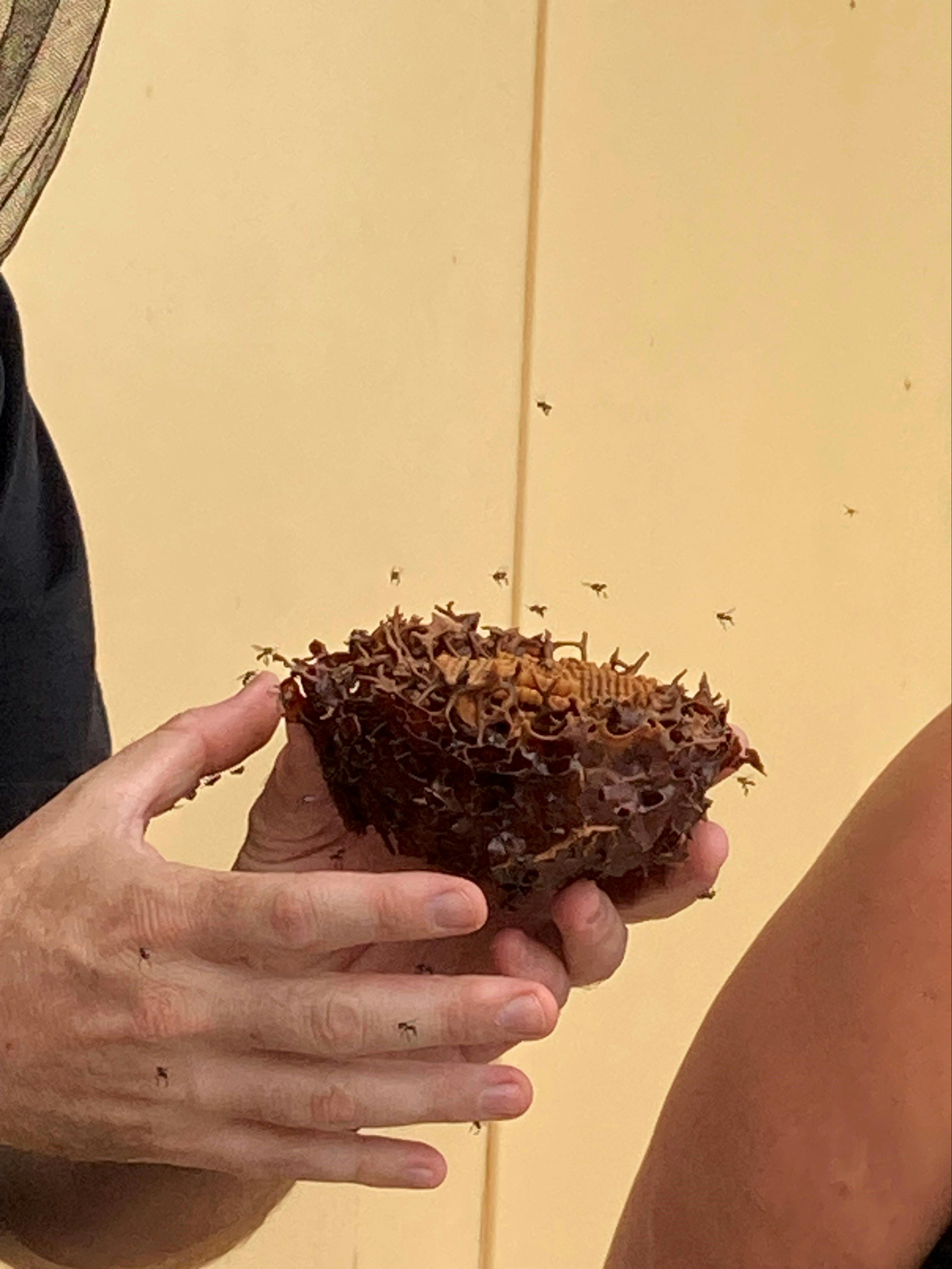 在来種のミツバチの幼虫と在来種のミツバチ