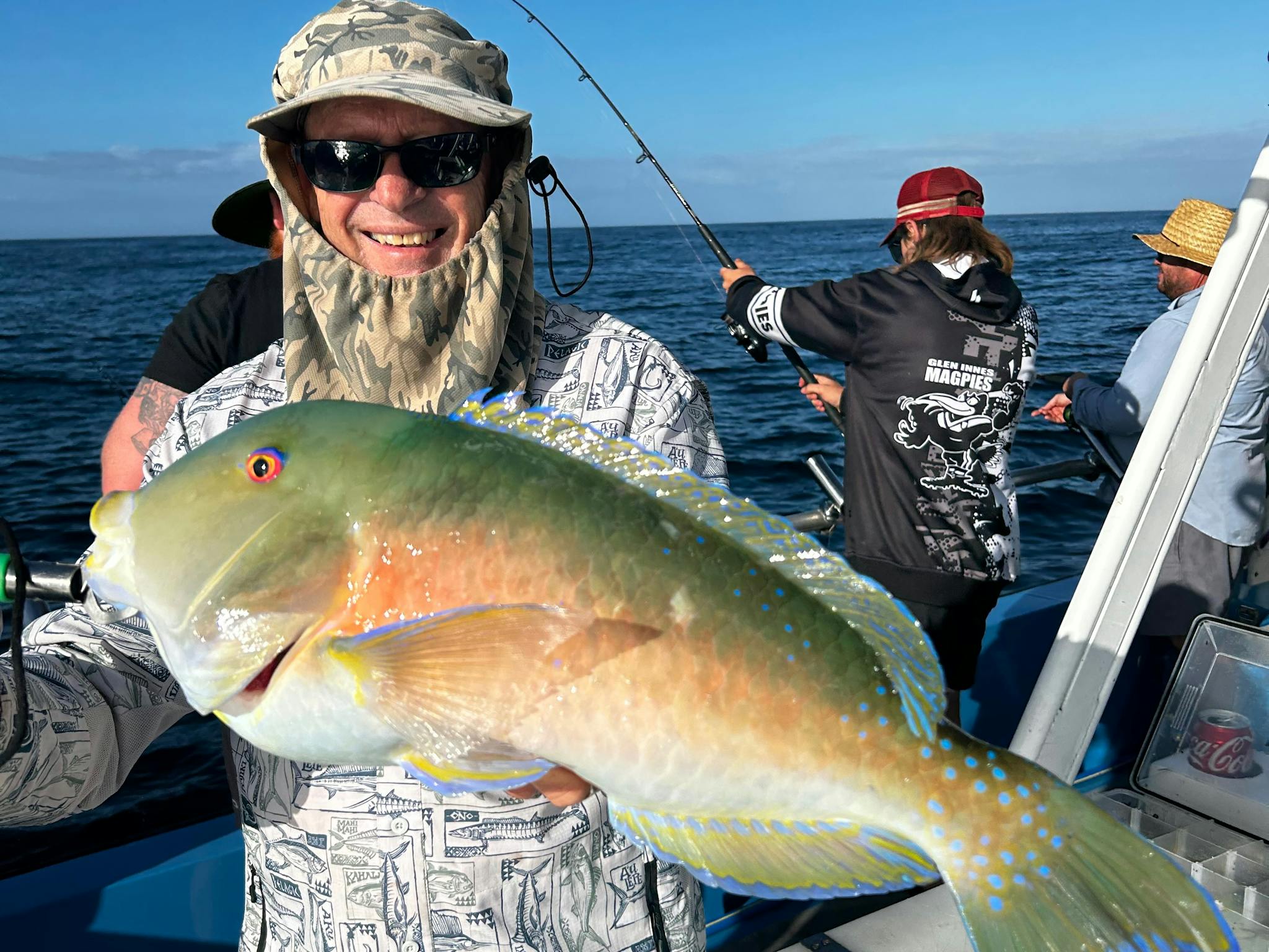 Venus tuskfish