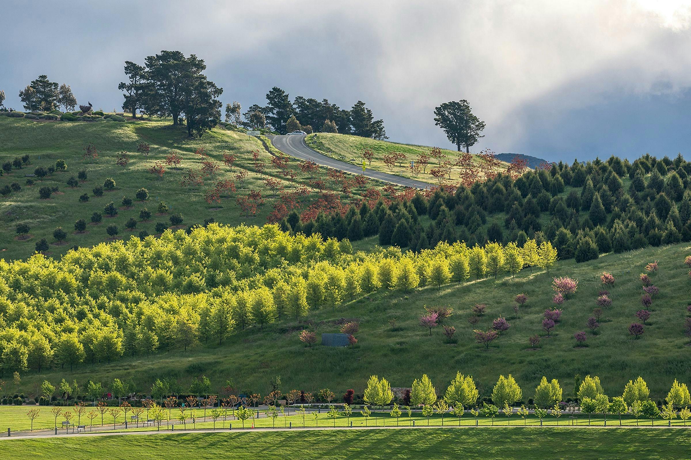 Forests of trees on hills