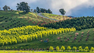Forests of trees on hills