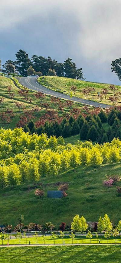 Forests of trees on hills