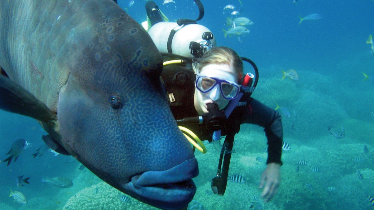 Scuba diver - Moari Wrasse fish - Great Barrier Reef