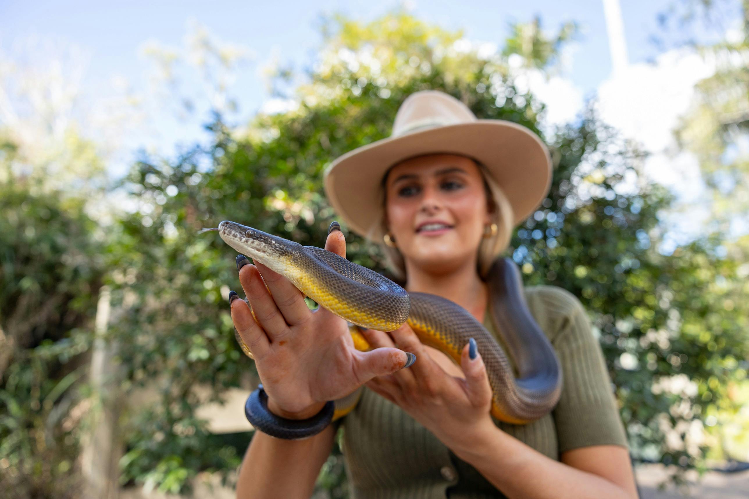 Young woman nursing a python as part of a snake encounter