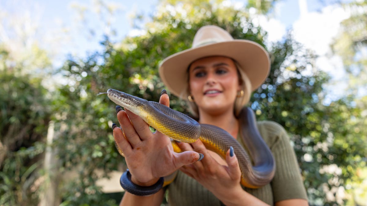 Young woman nursing a python as part of a snake encounter