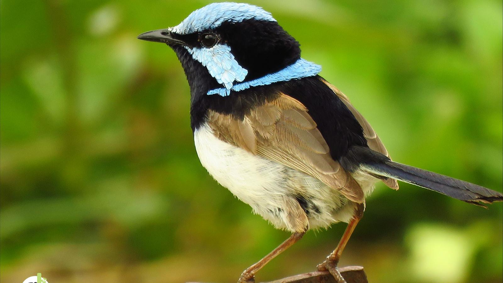 Superb fairy-wren