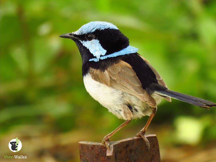 Superb fairy-wren