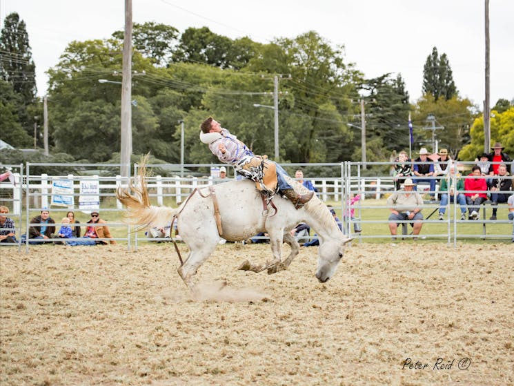 Rodeo at the Tenterfield Show