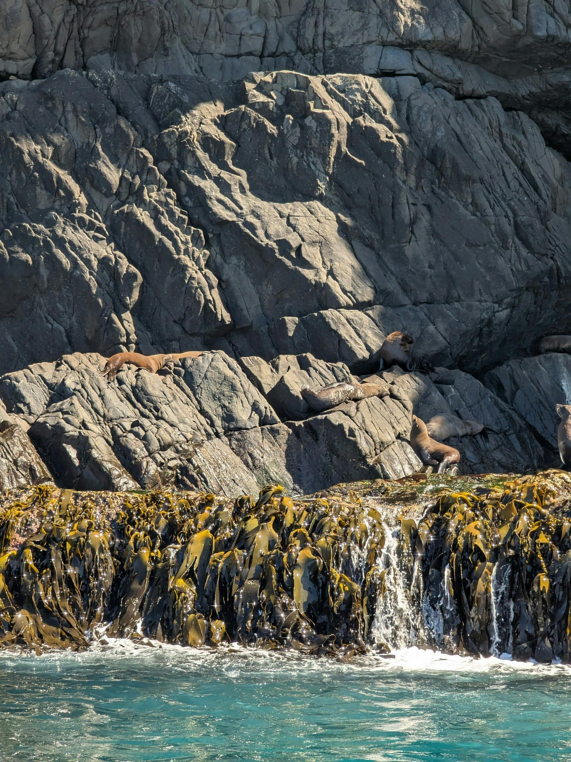Seals resting on rocks along the Bruny Island coastline seen during a wilderness cruise.