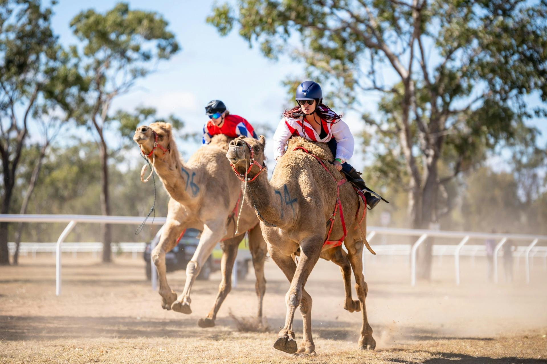 two camels with jockeys racing