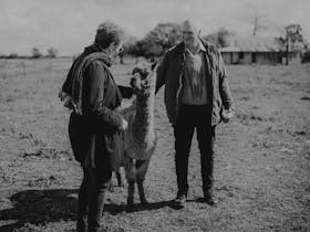 Seniors group visiting the farm and being able to pat and alpaca
