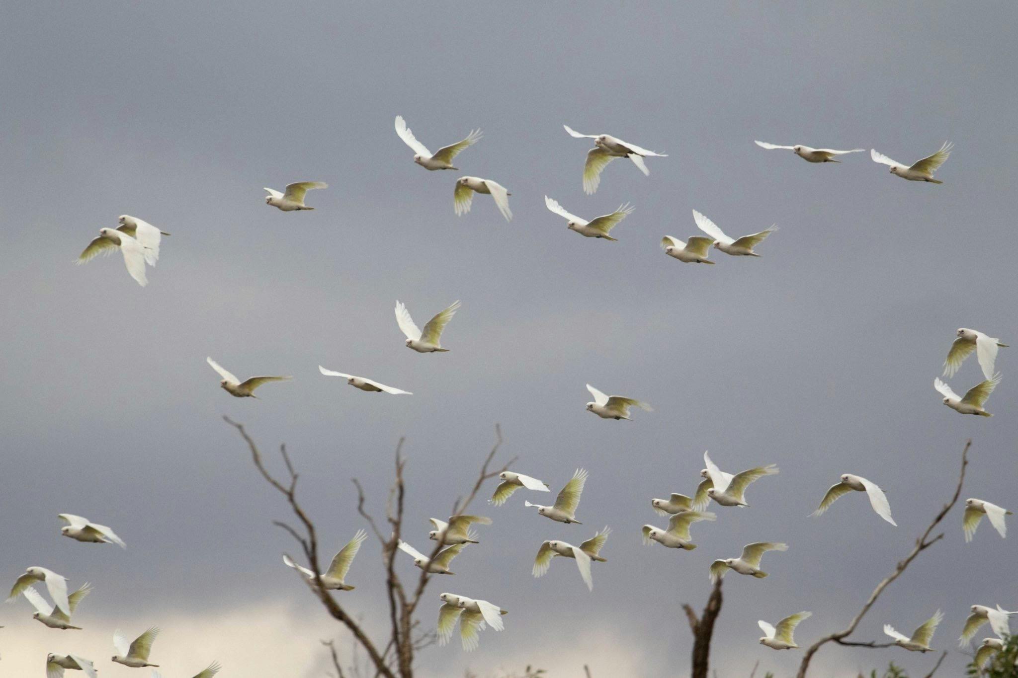 Mallee and Outback Birds of Victoria and Mungo