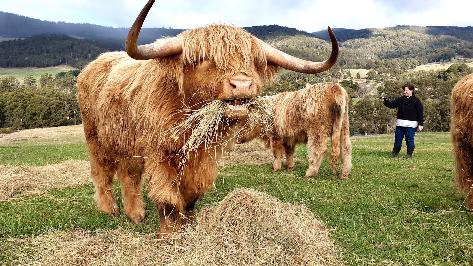 Happy highlands