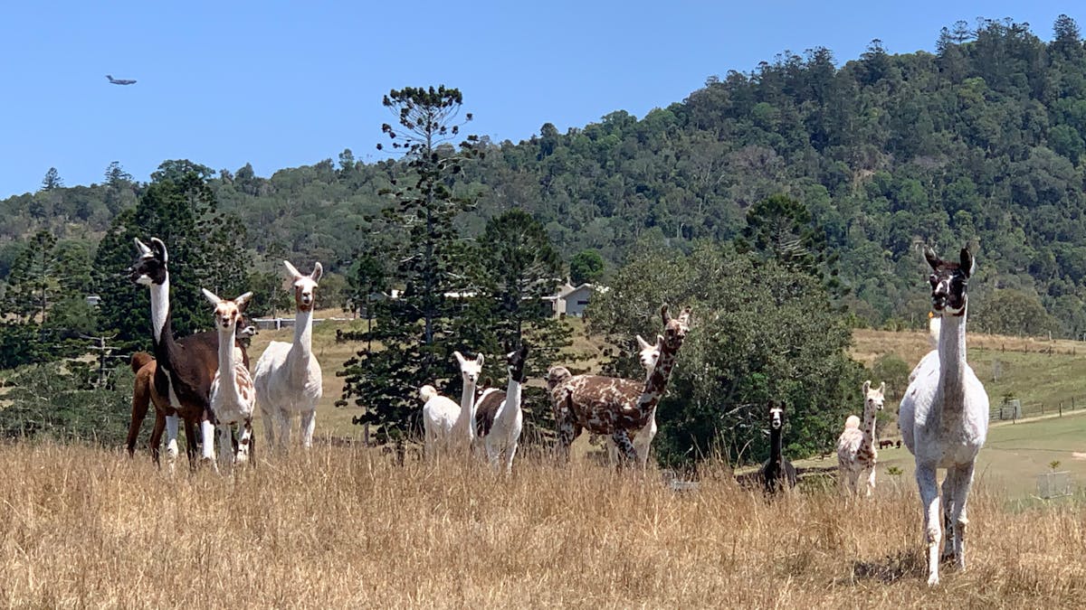 Female herd with plane in background.