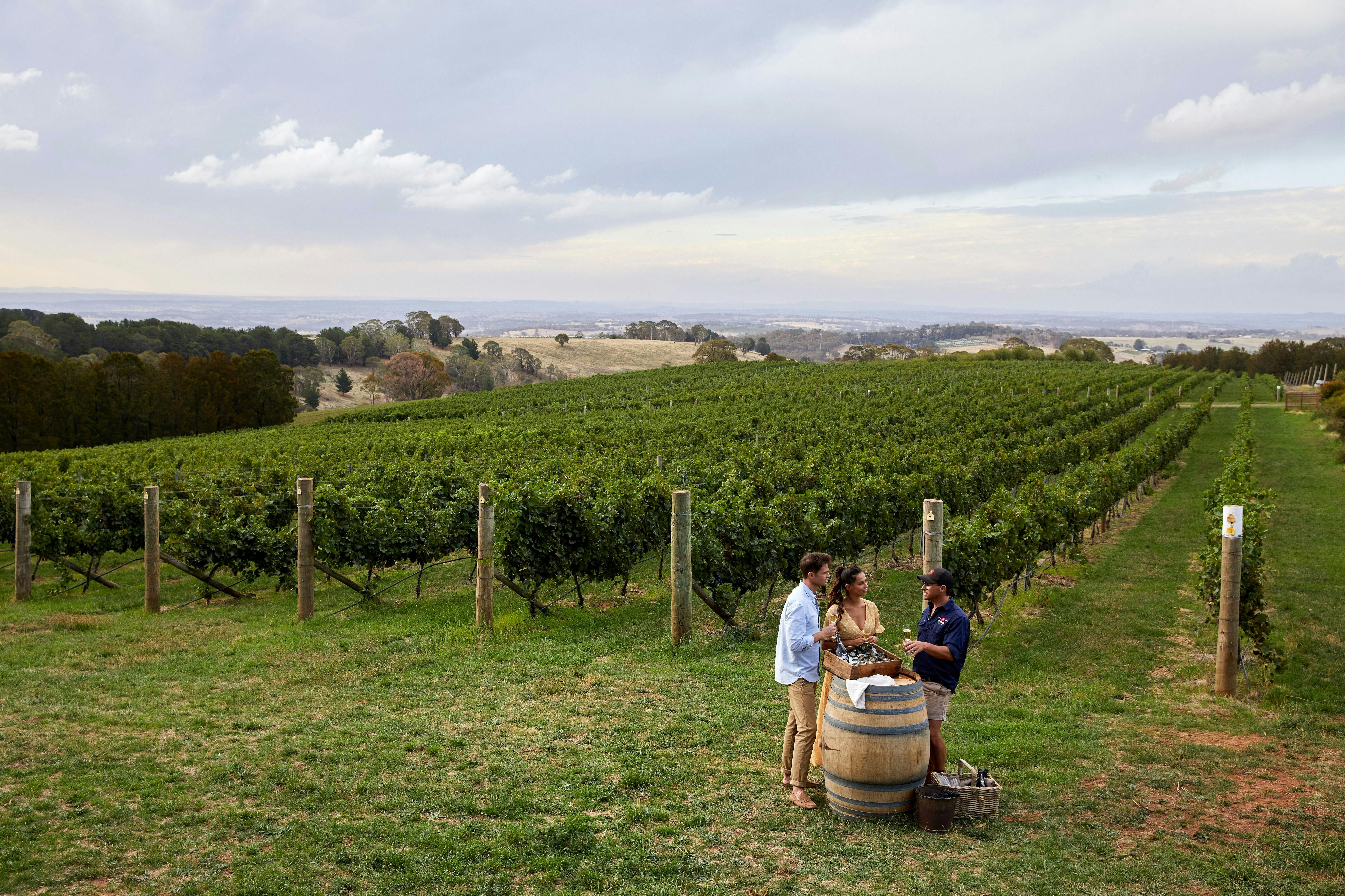 Long Lunch in Orange