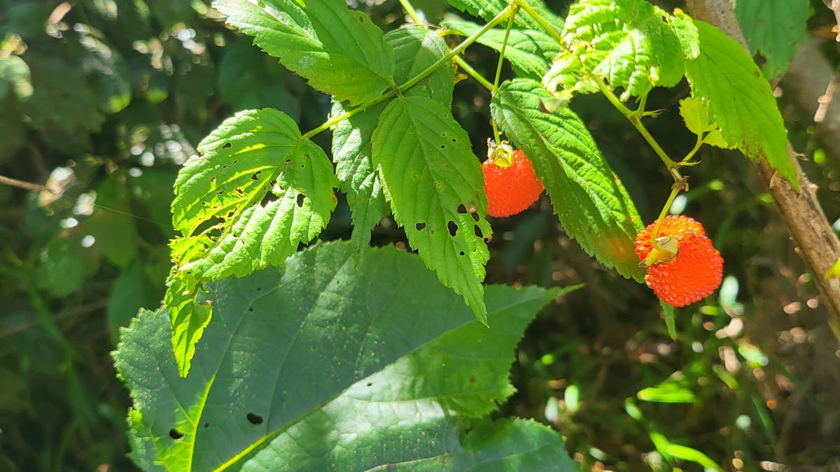 This is a plant that the Yuwi people used for many reasons and you will learn about this and more.