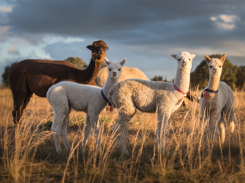 Image for Blackwattle Alpaca – Farm and Yarn