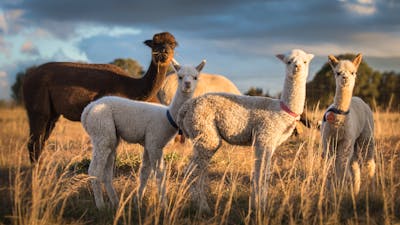 Baby Alpacas in paddock