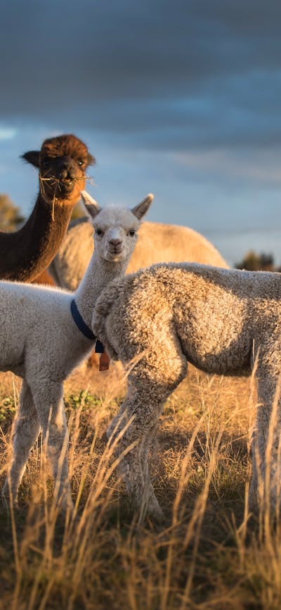 Baby Alpacas in paddock