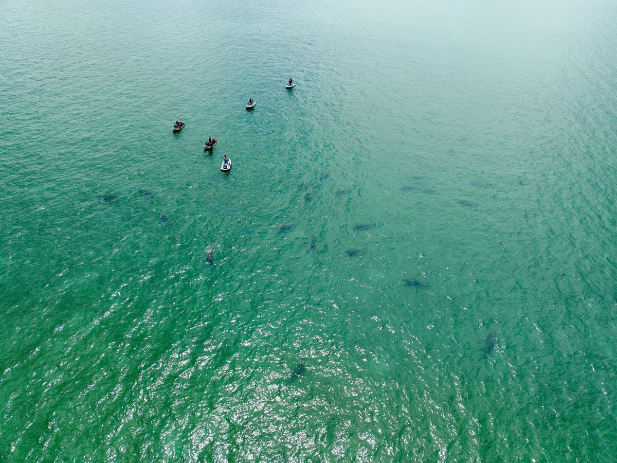 Unique encouter with group of Dugongs Unique encouter with group of Dugongs