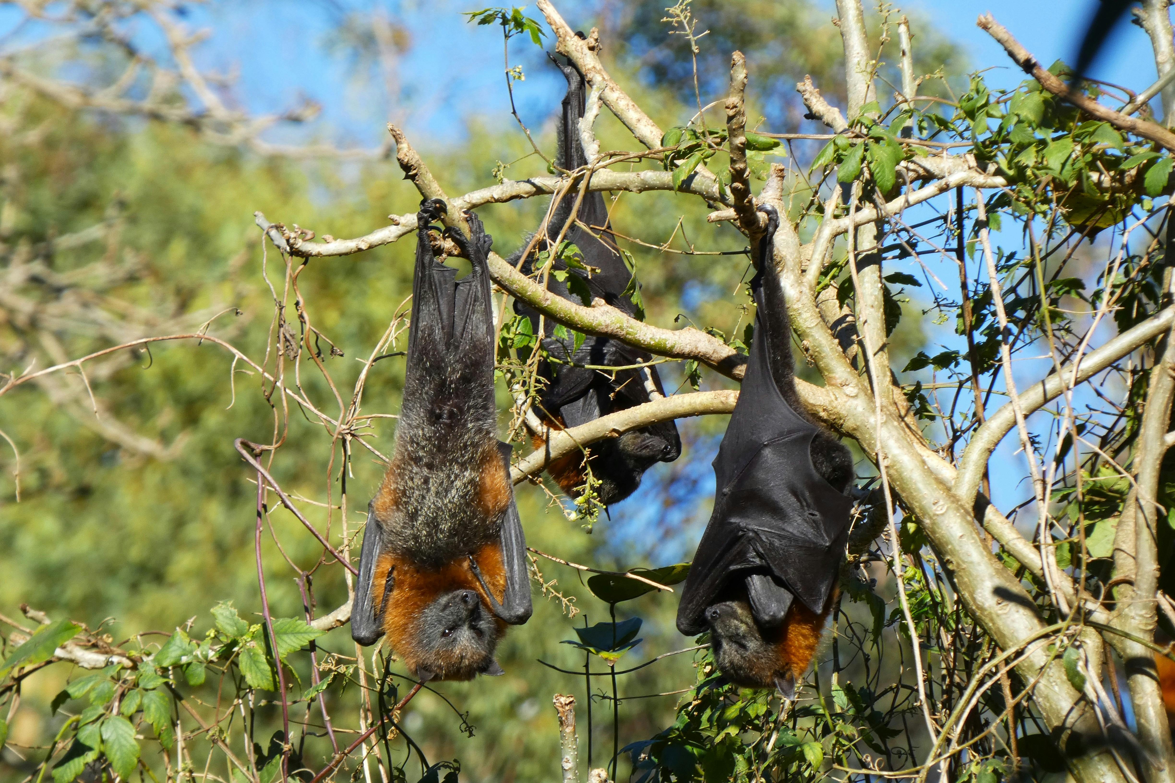 Grey-headed flying fox hanging in tree