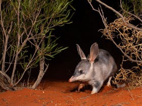 Greater bilby