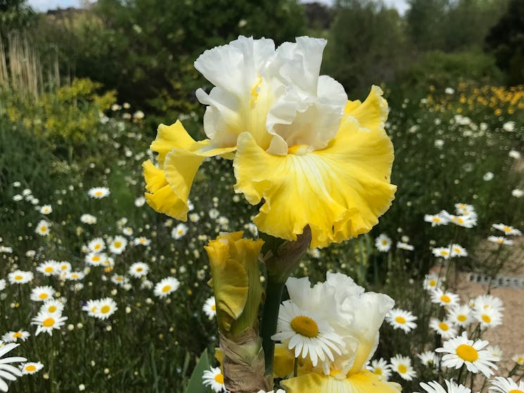 beautiful iris in the gardens
