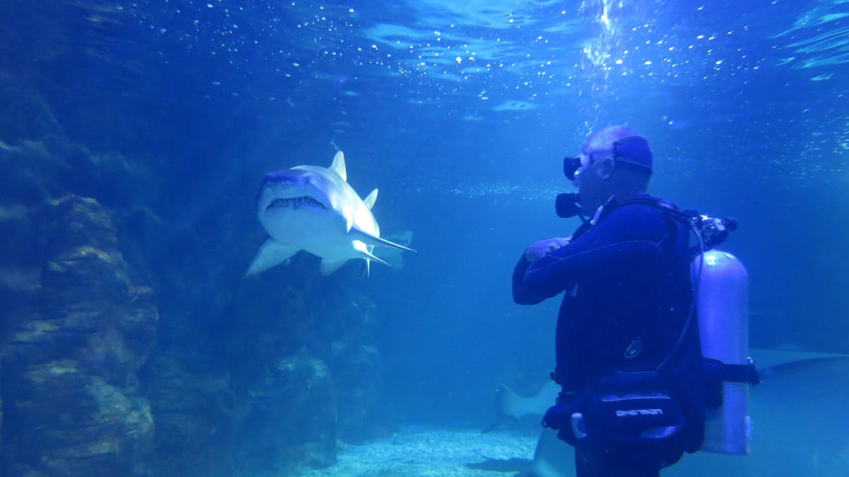 Cageless shark dive experience. No experience required, take the plunge now!