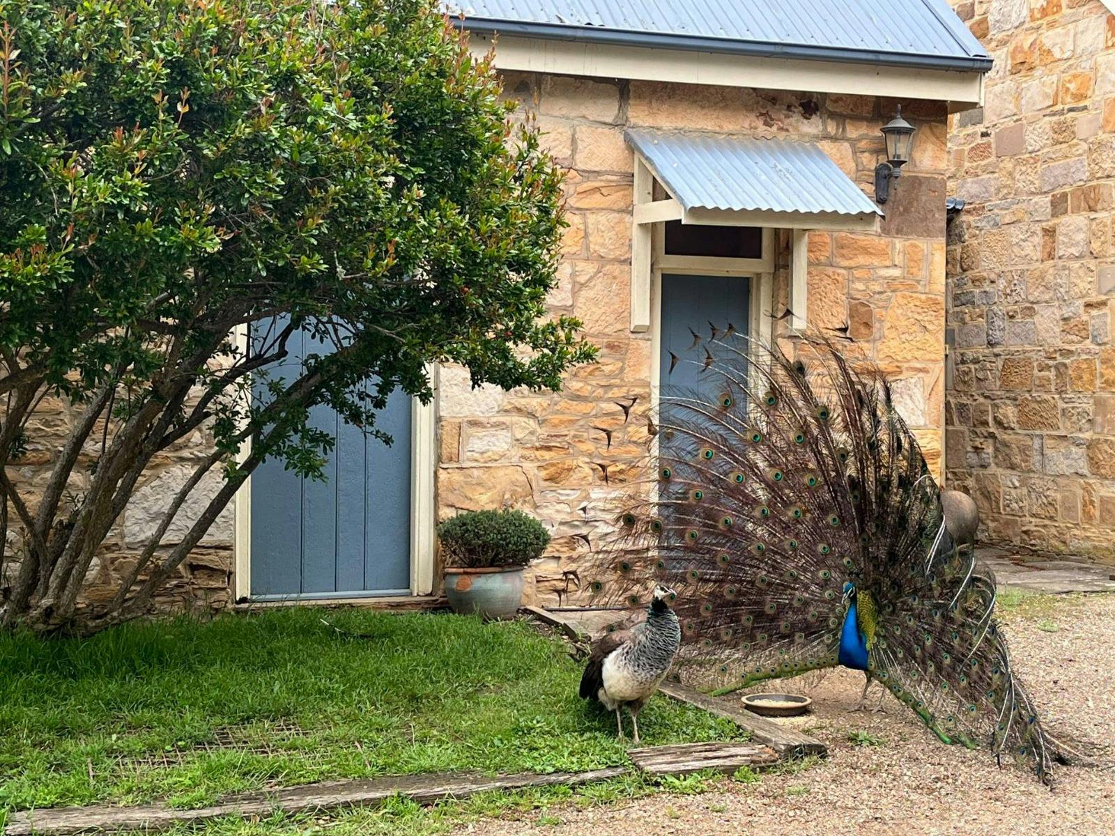 Two peakcocks stand infront of a sandstone building. One is fanning his bright blue feathers out.