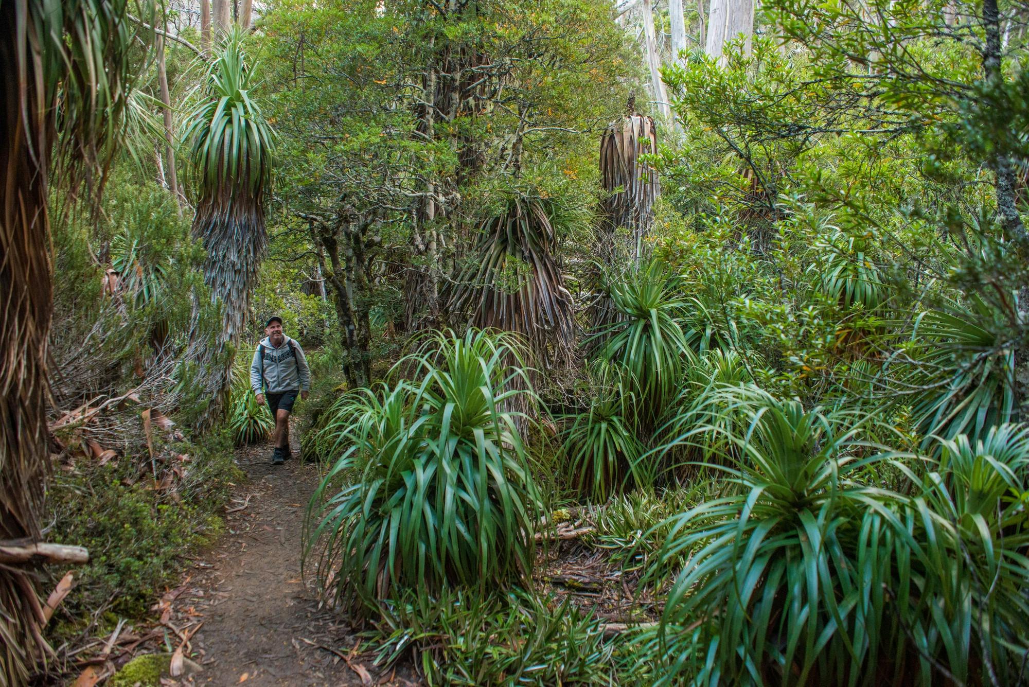 Mt Field National Park