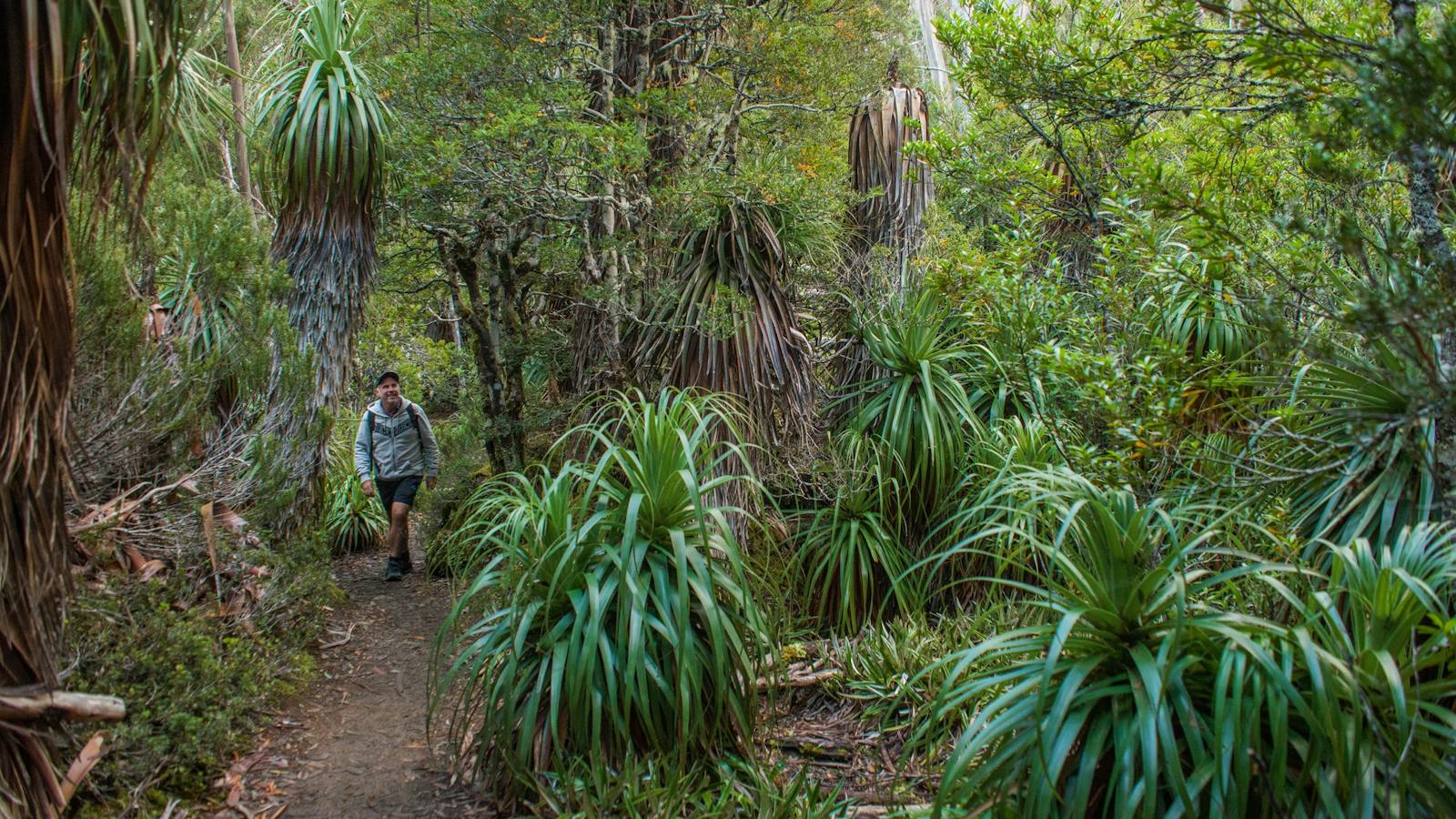 Mt Field National Park
