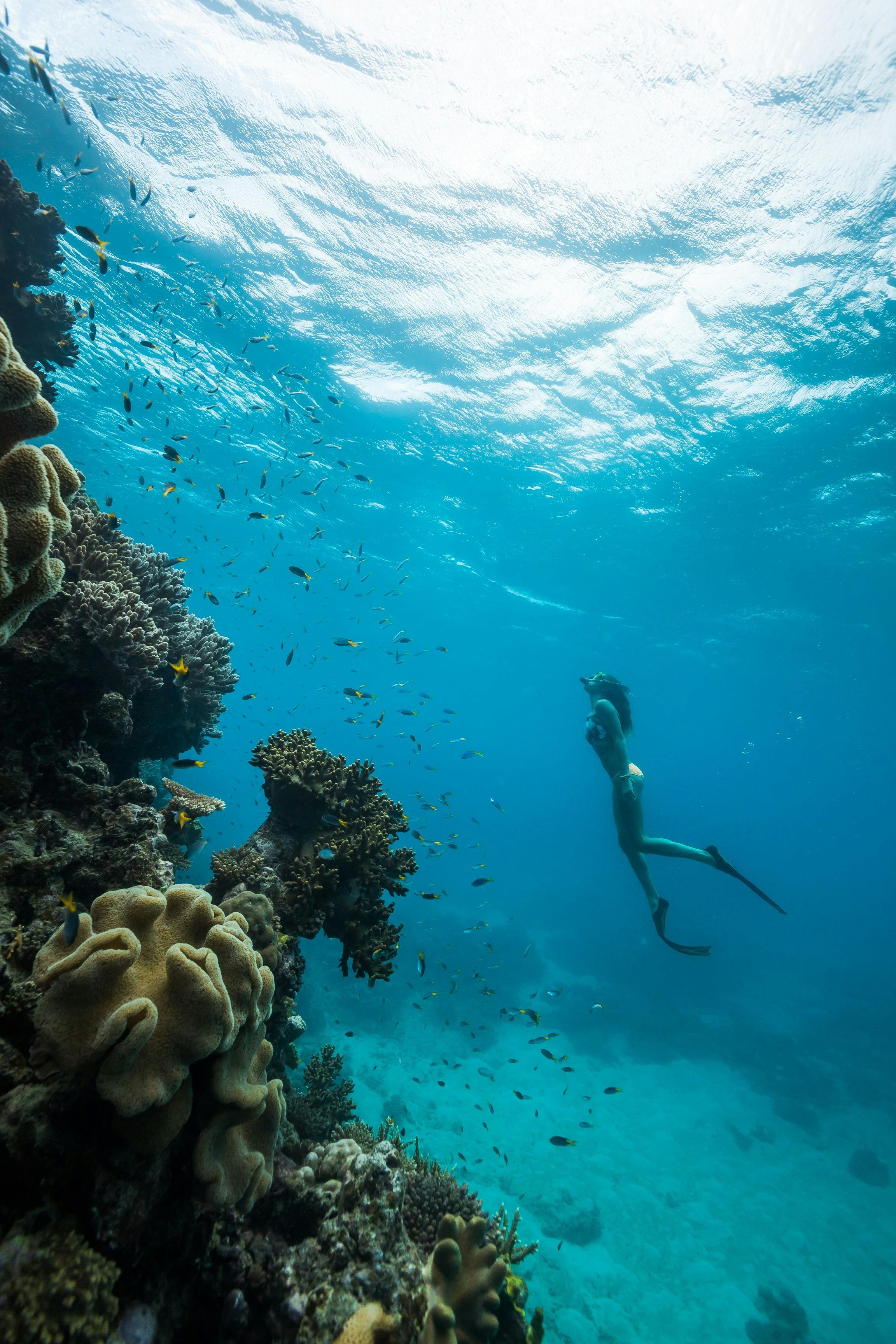 Snorkeller freediving under water next to coral reef
