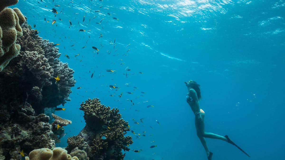 Snorkeller freediving under water next to coral reef