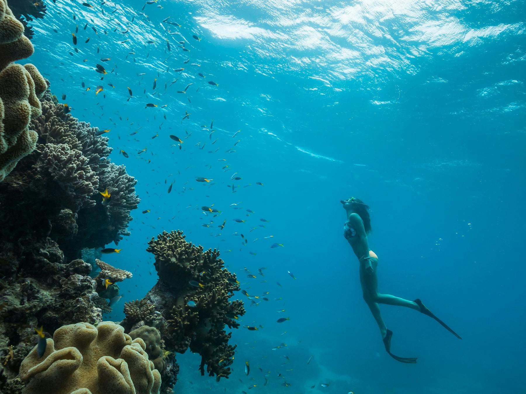 Snorkeller freediving under water next to coral reef