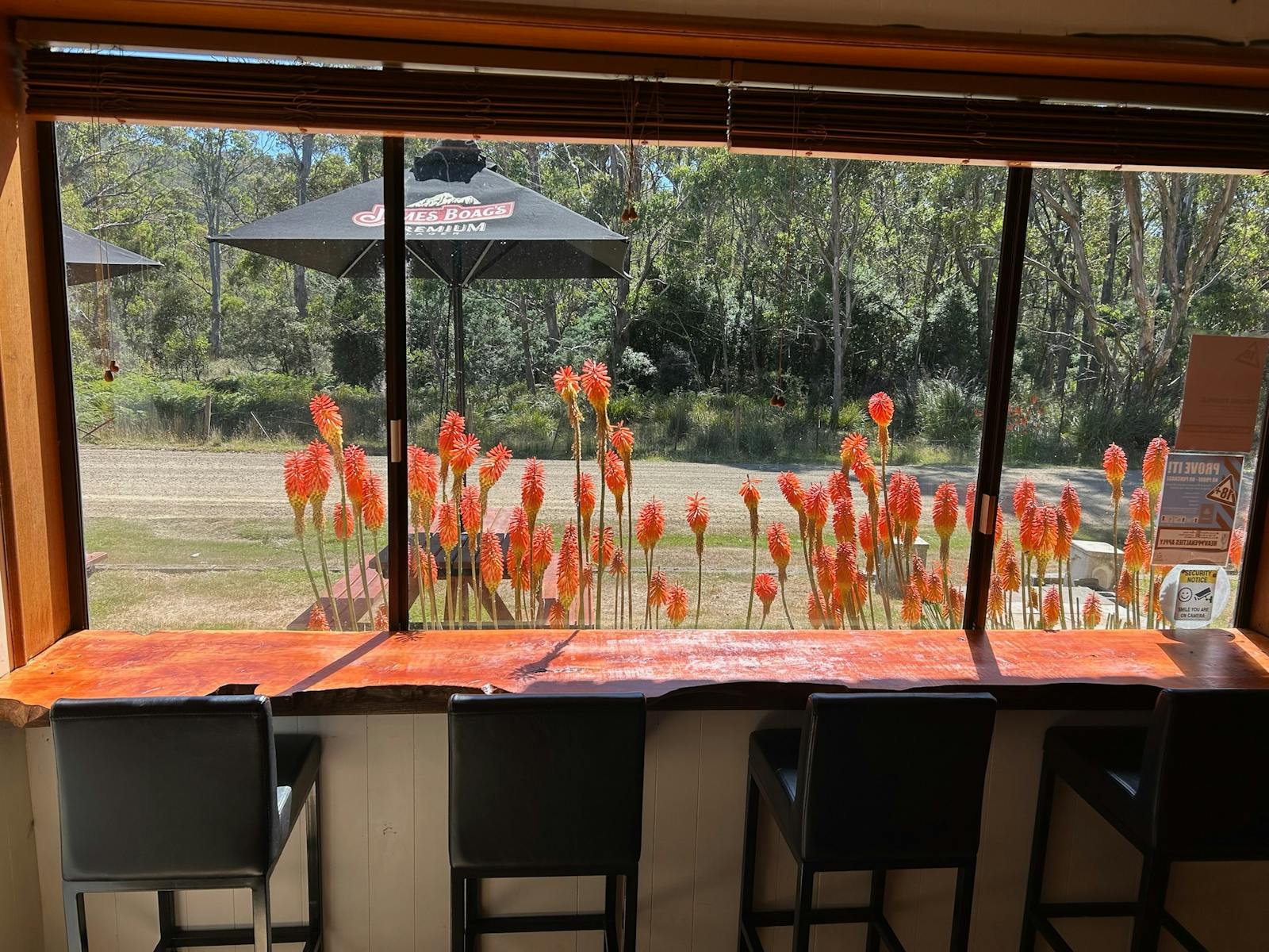 Looking out dining room window