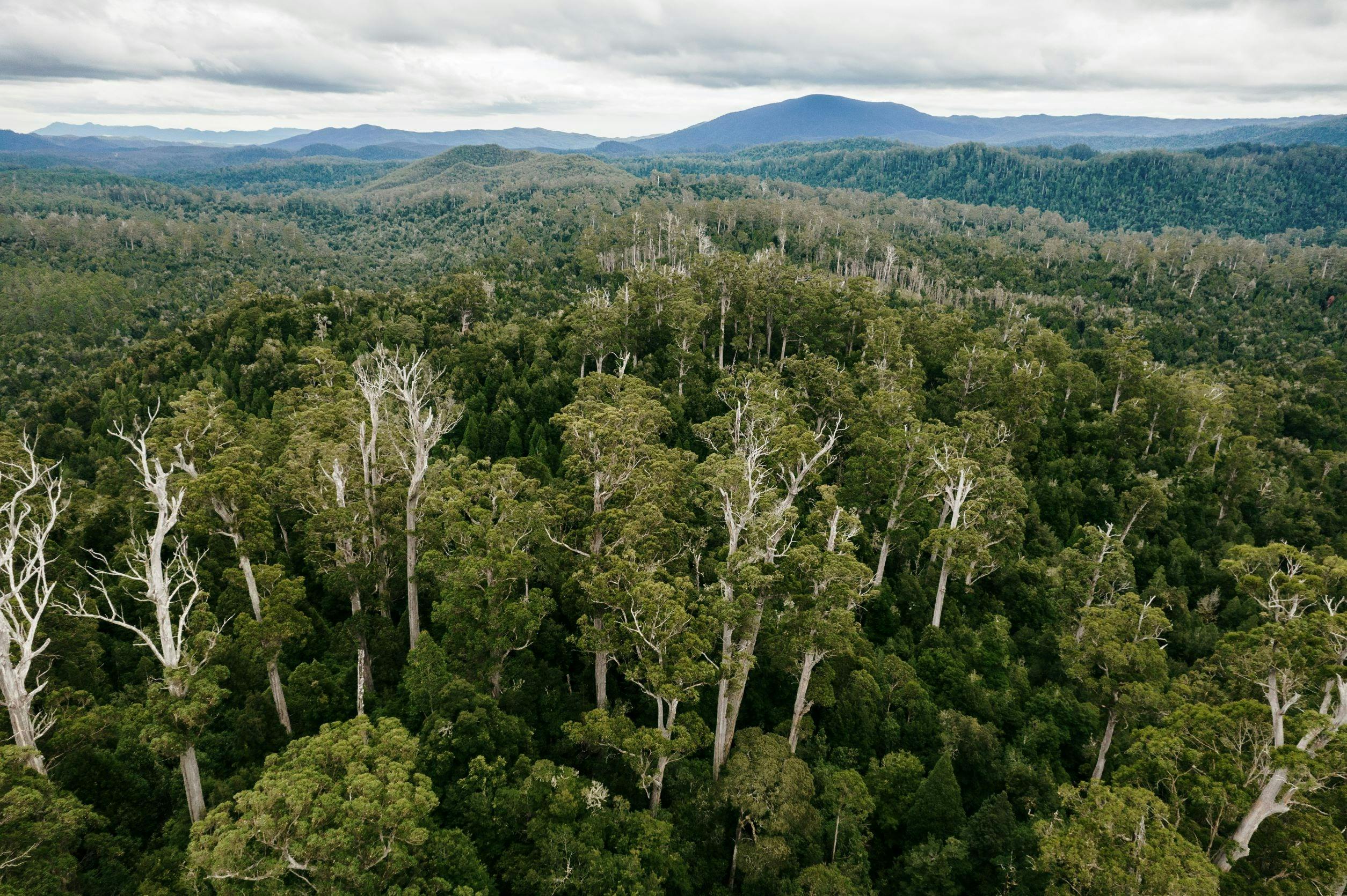Tarkine Trails