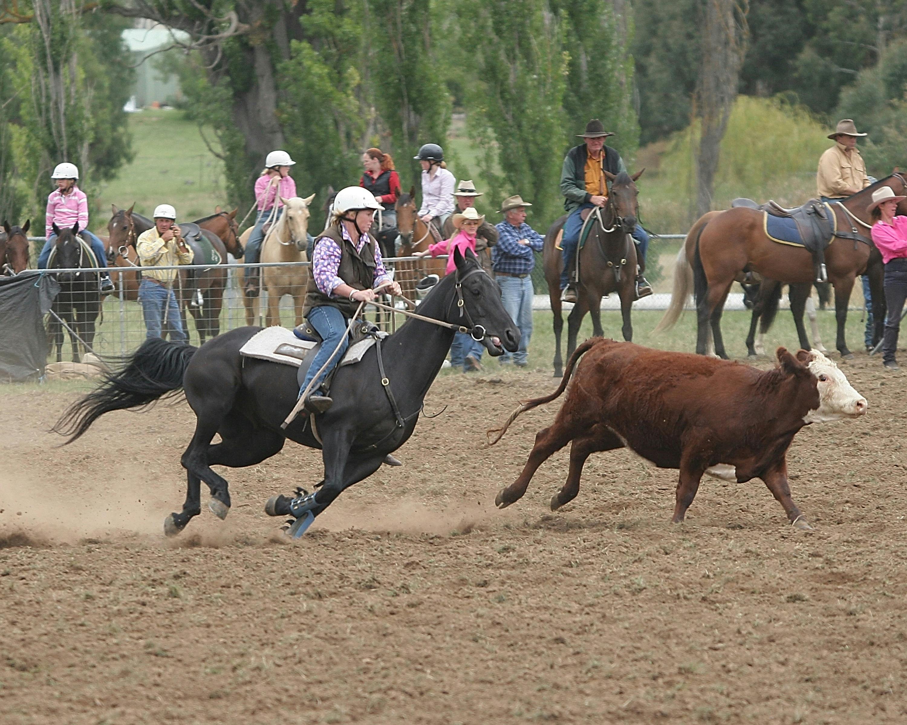 Merrijig  Campdraft