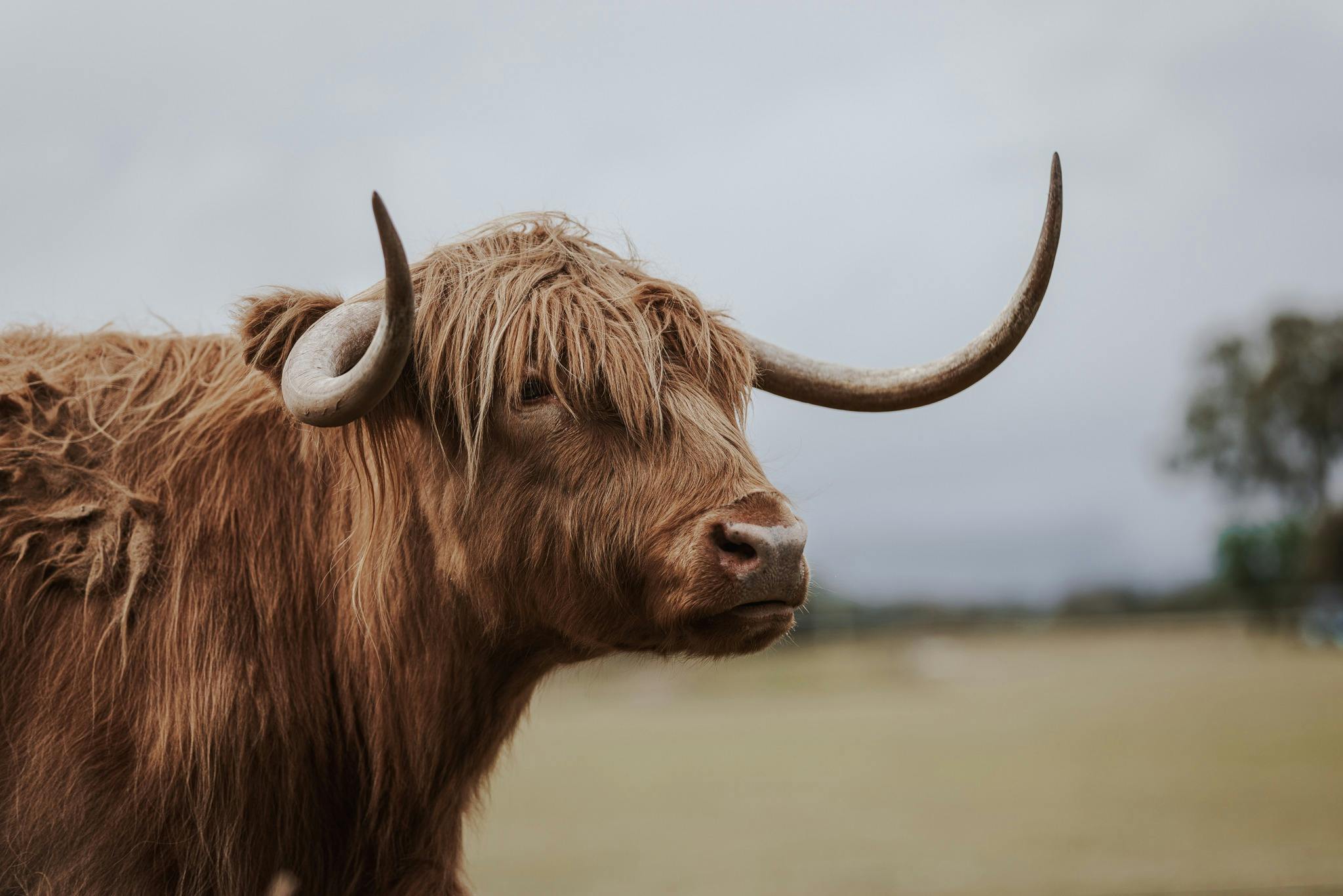 獵人谷健康農場布羅克的高地牛