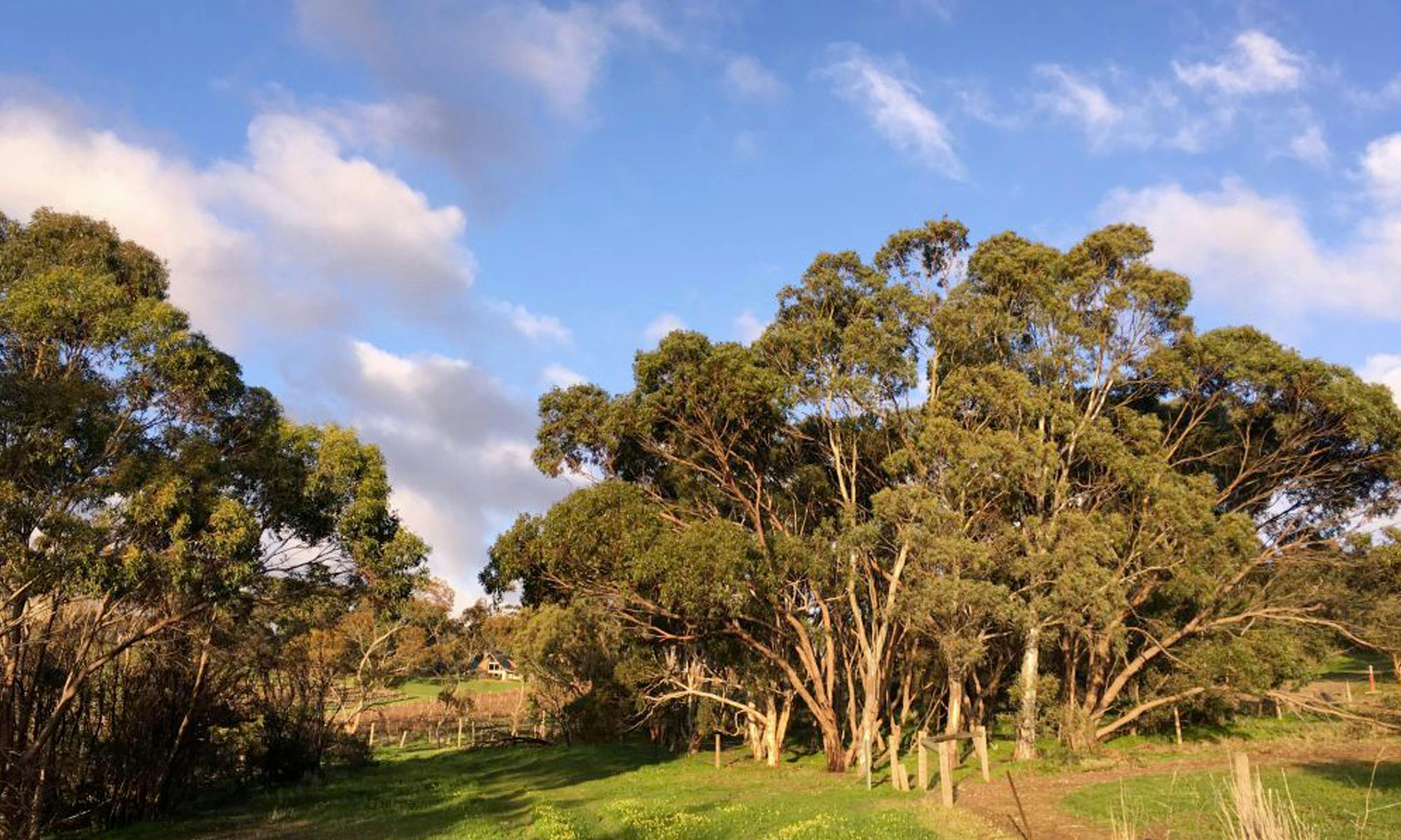 Chapel Hill Lookout Loop