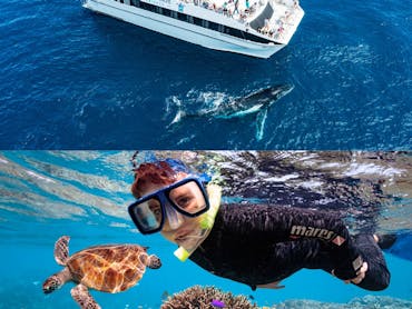 whale watching snorkelling day tour whale watching snorkelling day tour