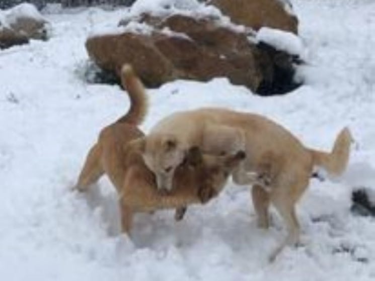 Dingoes In The Snow