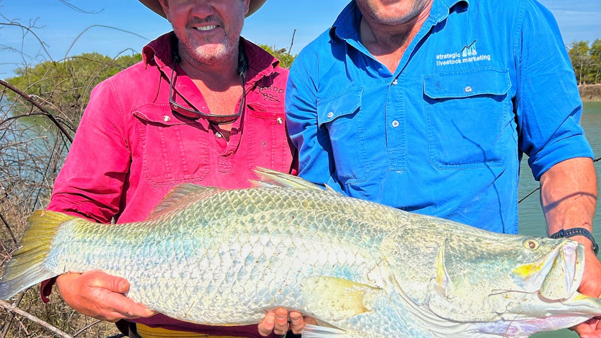 Meter Barra- Heli fishing