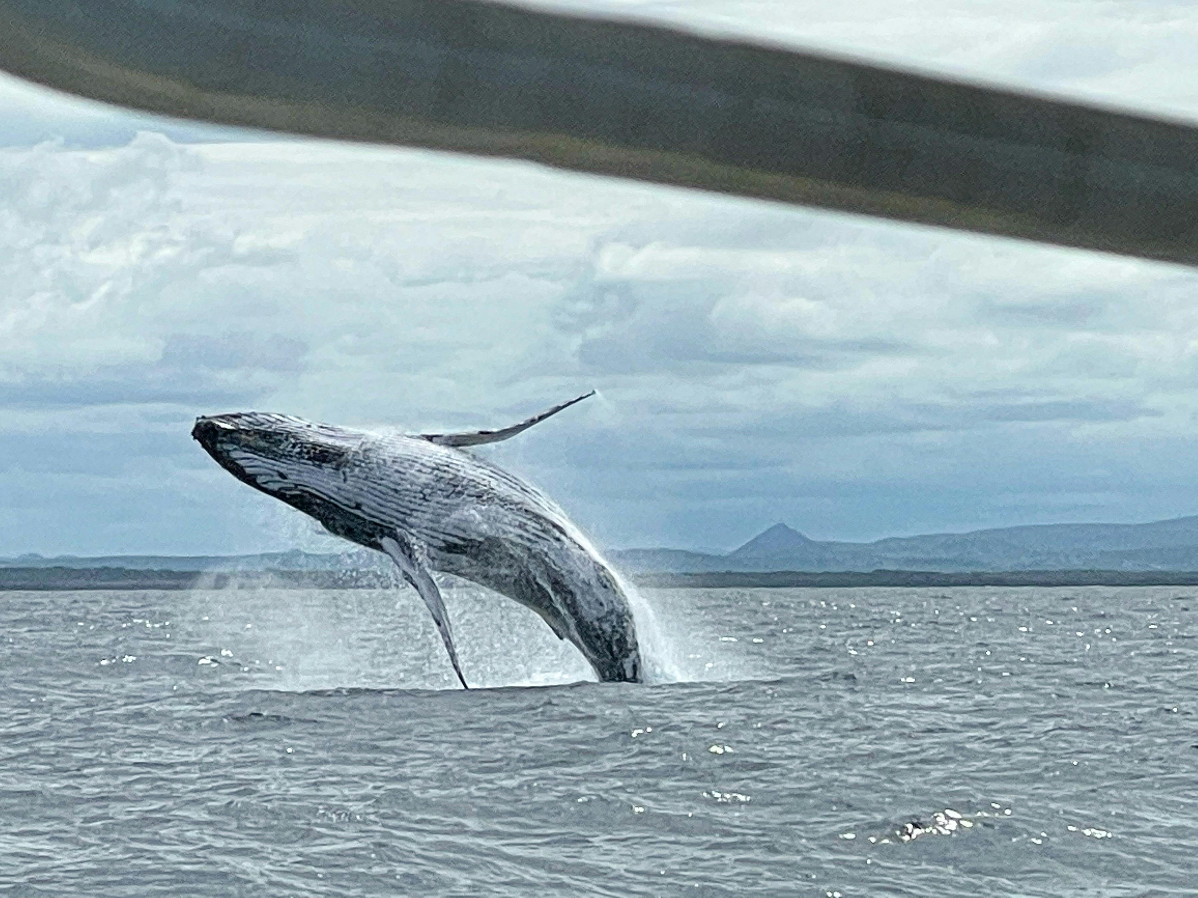 Whale calf breaching