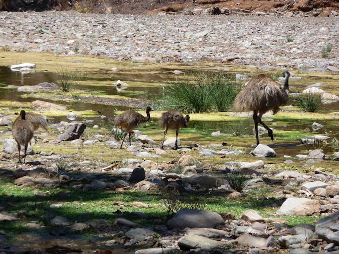 3 Day Flinders Ranges Tour SWTFR03